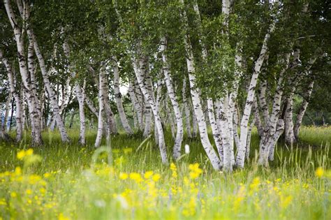 Silver birches - This birch is highly regarded for its noticeable white trunk and elegant, drooping young stems. Its glossy green leaves turn yellow during the autumn season. It's particularly lovely when planted in groups. Betula pendula is deciduous and native to Europe and parts of Asia, though in southern Europe, it is only found at higher …